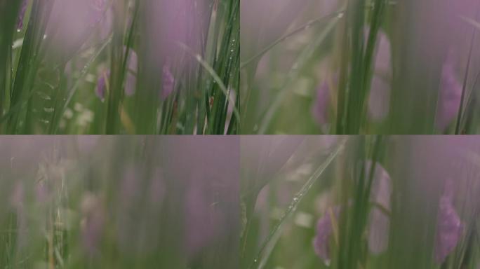 雨中的花草