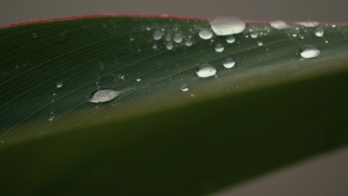 芭蕉叶上的雨滴水滴