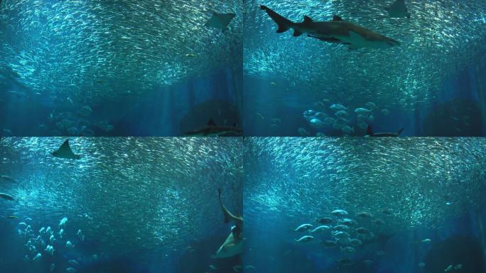 巨大鱼群海底世界美人鱼三亚潜水深海鱼群各
