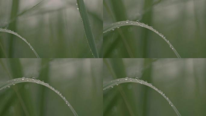 雨后青草上的水珠