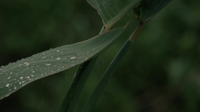 雨中芭蕉上的水滴