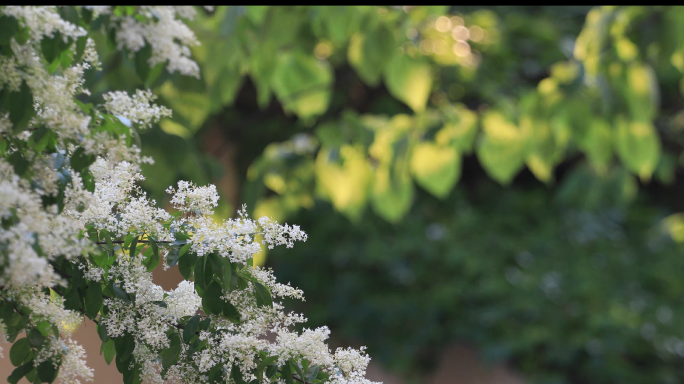 花桂花小叶女贞树