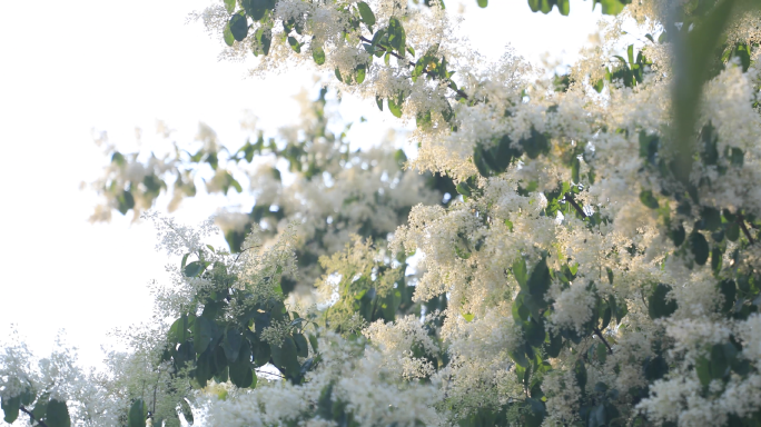 花桂花小叶女贞树