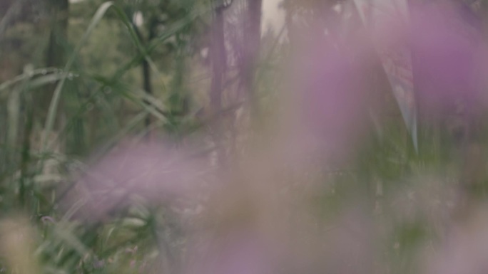 雨中树林的里的花丛