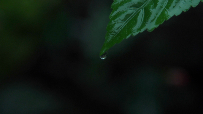 雨水树叶水滴露珠