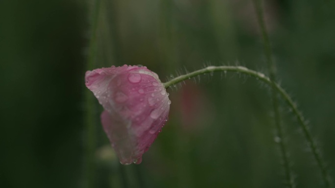 雨中耷拉的小红花
