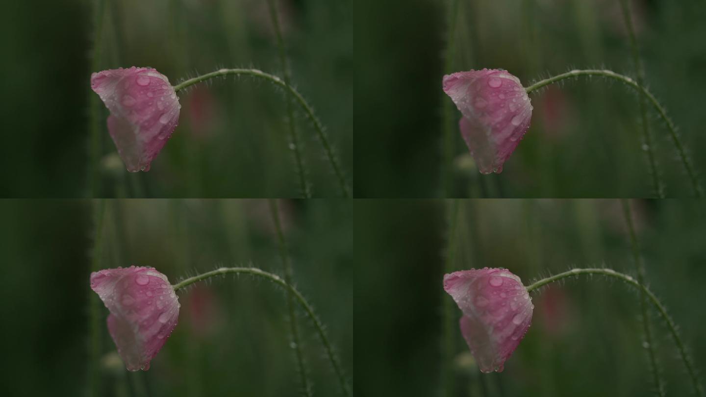 雨中耷拉的小红花