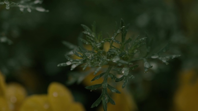 雨中蒿子草