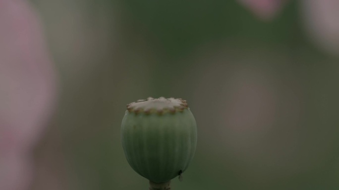 被雨淋湿的花骨朵