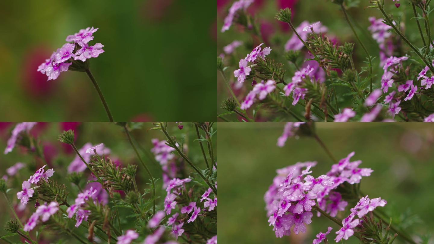 雨中小红花