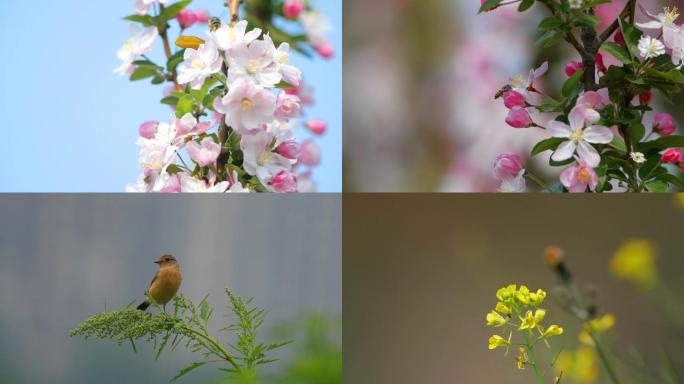 花鸟蜂蝶