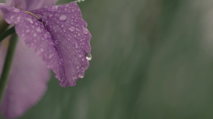 雨中红花