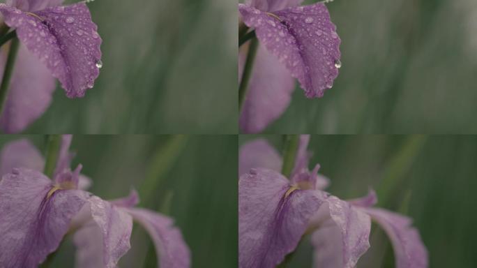 雨中红花