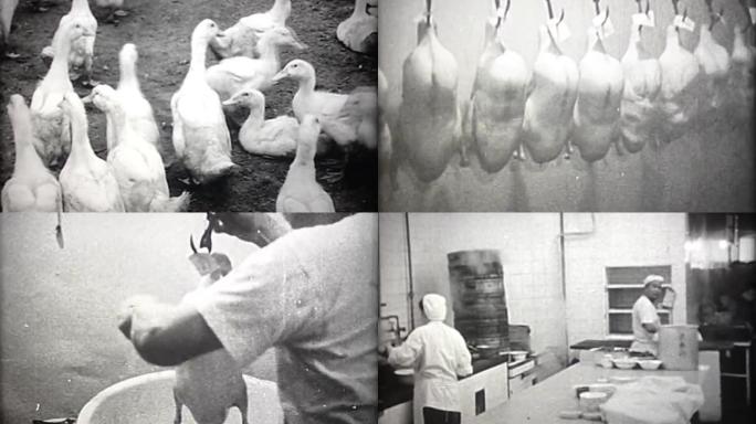 50年代鸭子养殖、老北京烤鸭