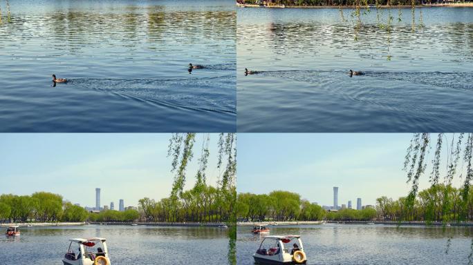原创拍摄北京后海公园的春天