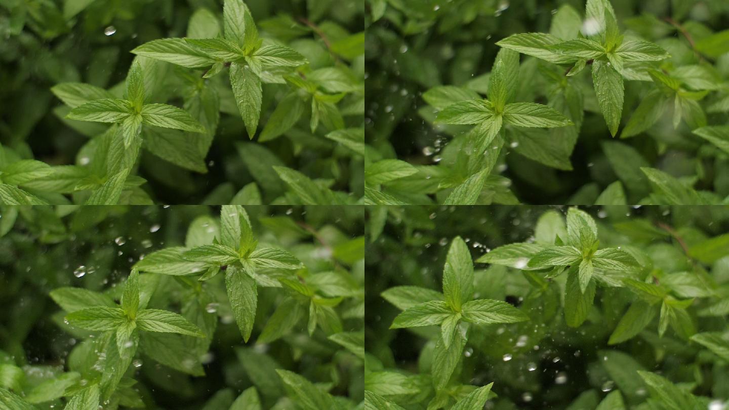 水滴灑在薄荷樹上