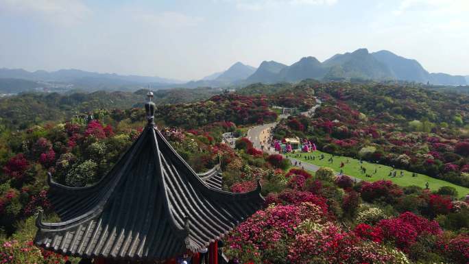 航拍春天贵州百里杜鹃景区杜鹃花海