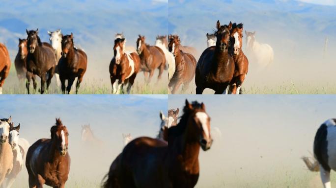 野马横穿田野奔跑草原自然