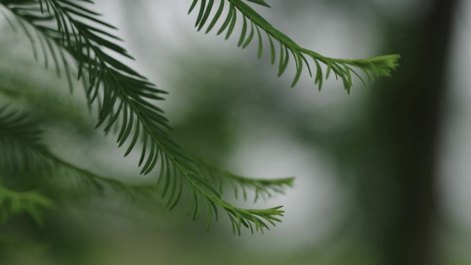 意象空镜头绿油油的松树