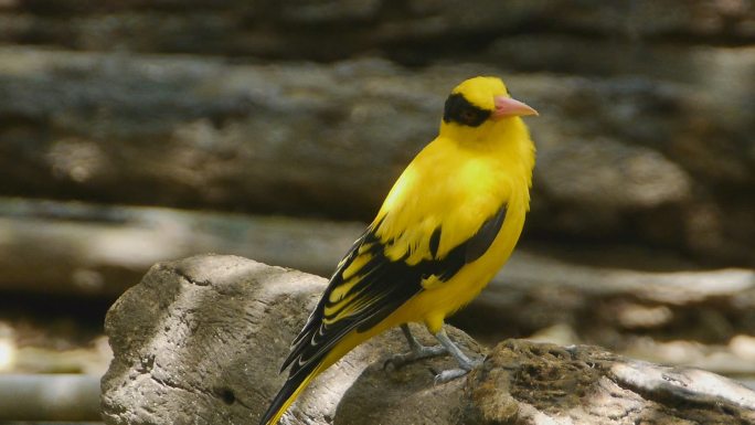 黄鸟，树上的黄鹂