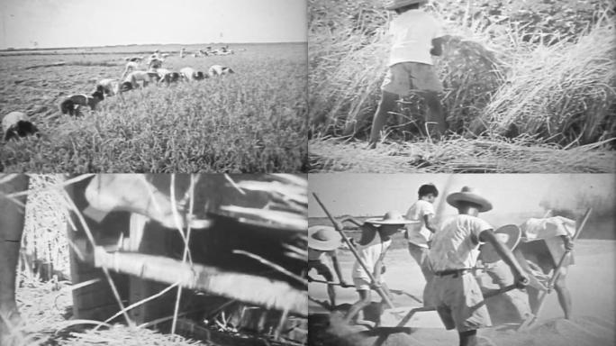 50-60年代农业丰收、脱粒