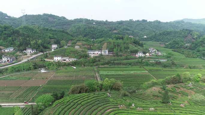 宜昌万亩茶田（航拍）
