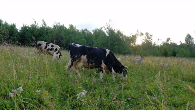 在草地上放牧的牛