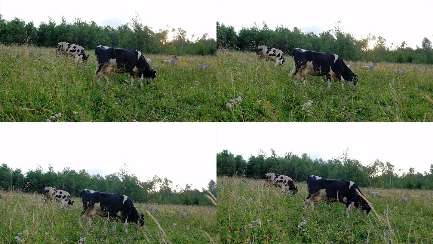 在草地上放牧的牛