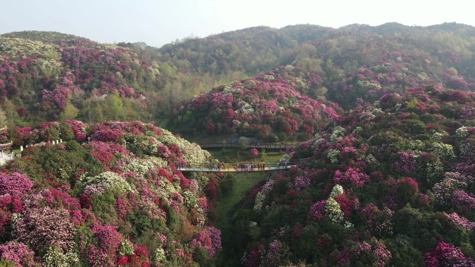 航拍春天贵州百里杜鹃金坡风景区花海