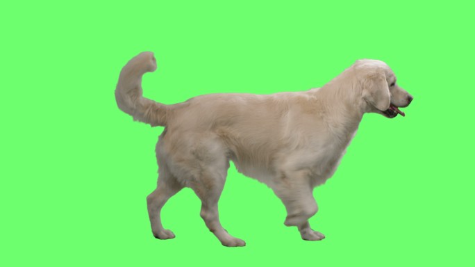 拉布拉多犬摇着尾巴，走在绿色屏幕背景上