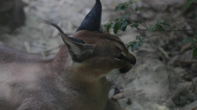 野生狞猫猞猁