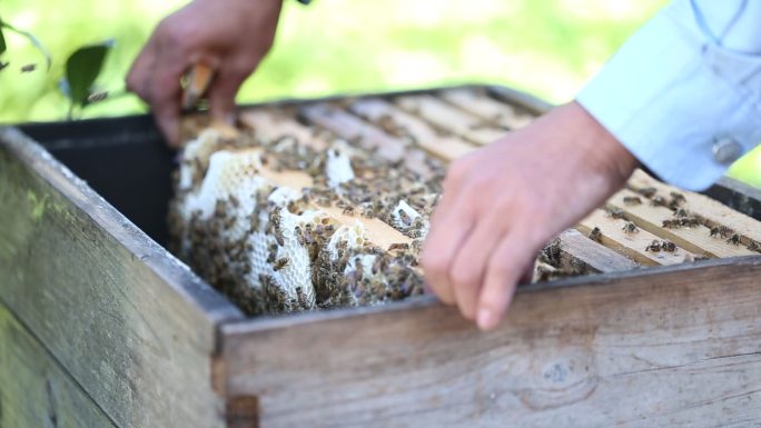 中华蜂蜜蜂采蜜纯天然蜂箱养蜂人