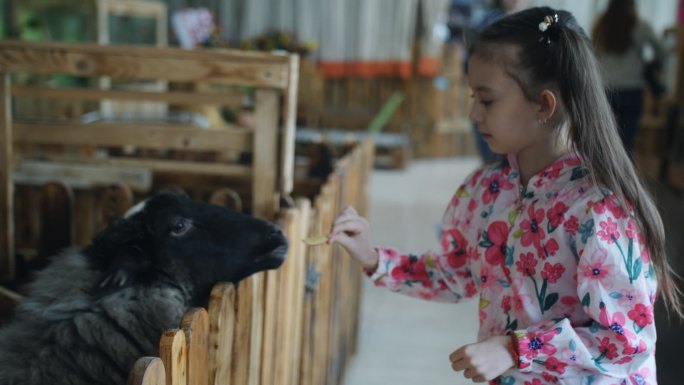 小女孩在动物园喂山羊蔬菜