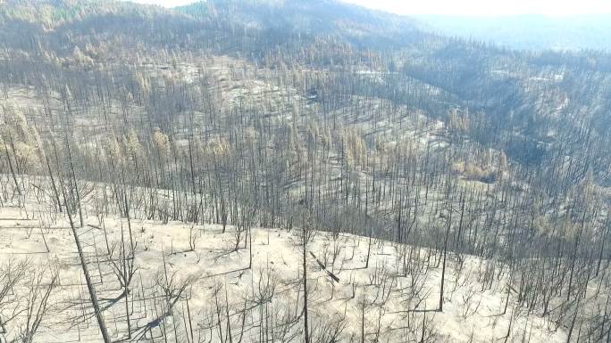飞过被大火烧毁的森林