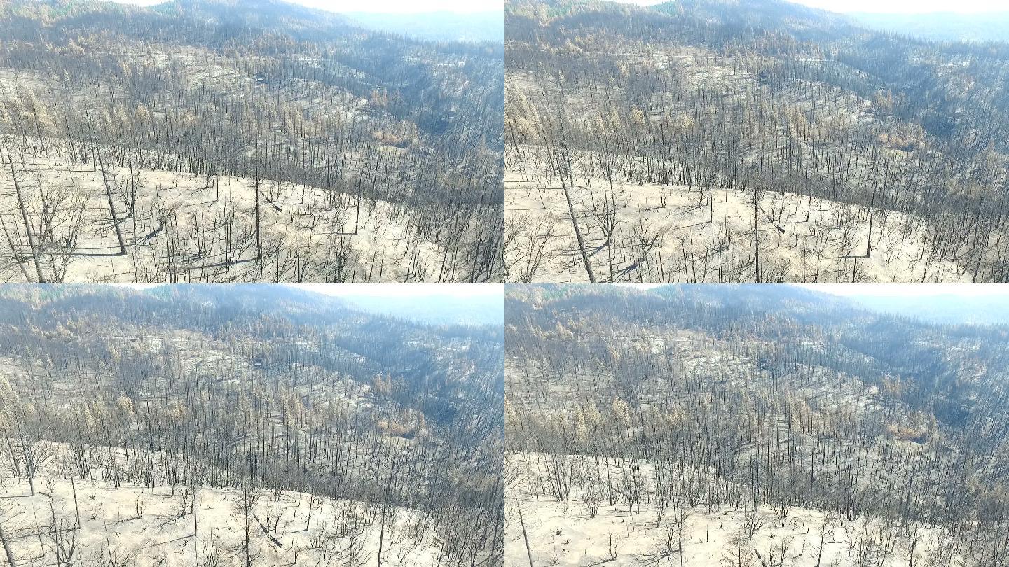 飞过被大火烧毁的森林