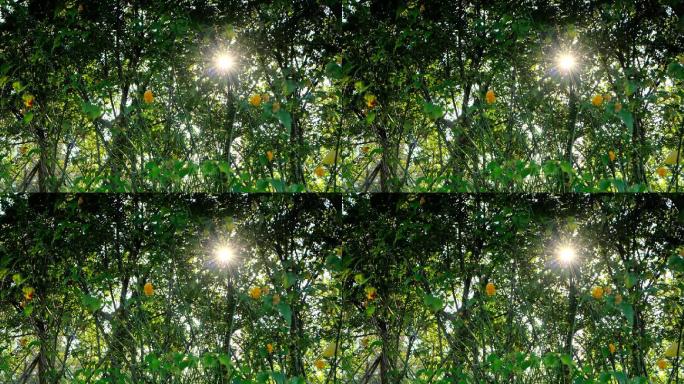 逆光拍摄树木透过树枝的光斑