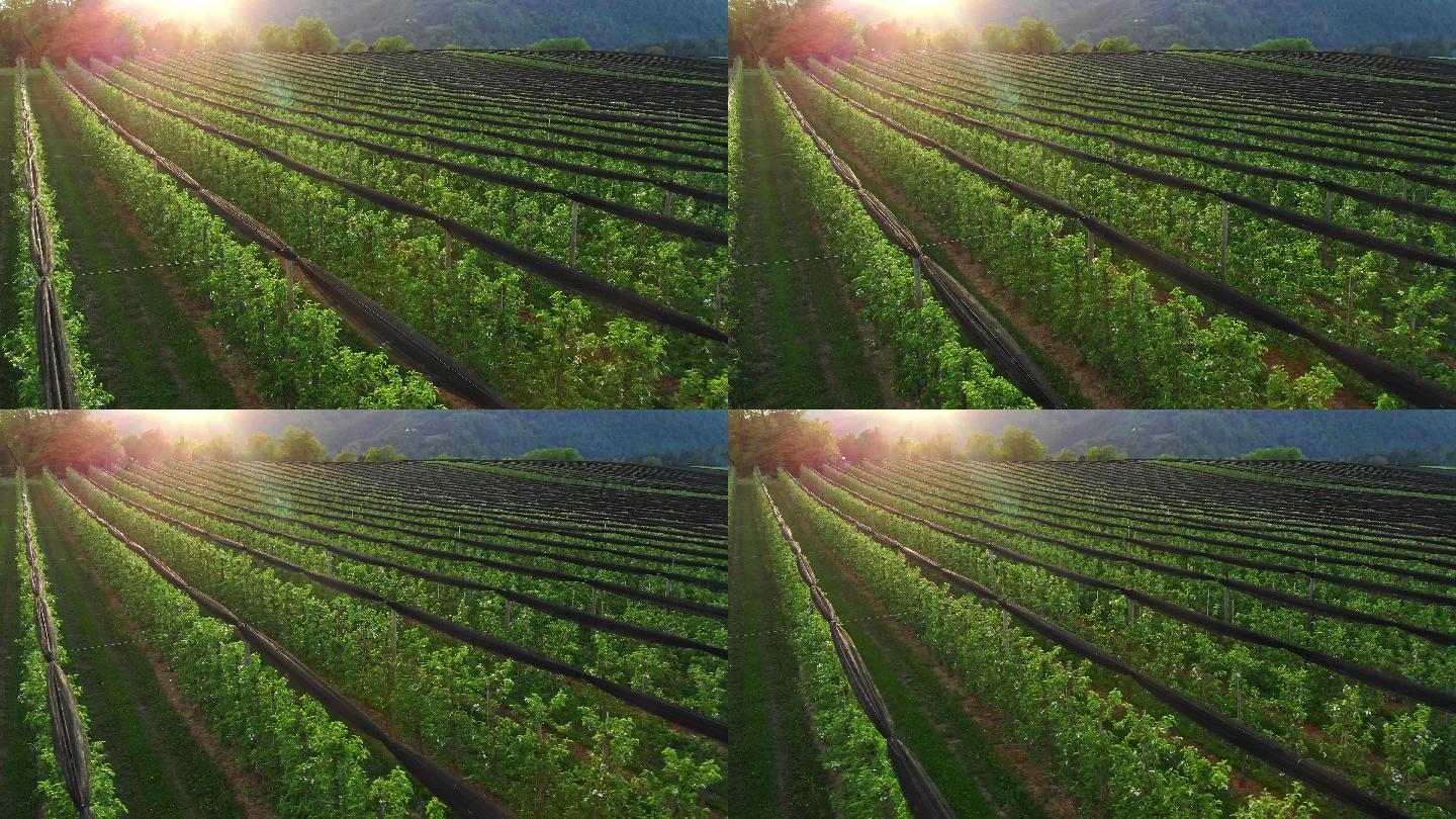 日落时的苹果园鸟瞰田野三农生态农业规模化