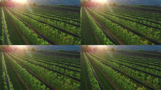 日落时的苹果园鸟瞰田野三农生态农业规模化