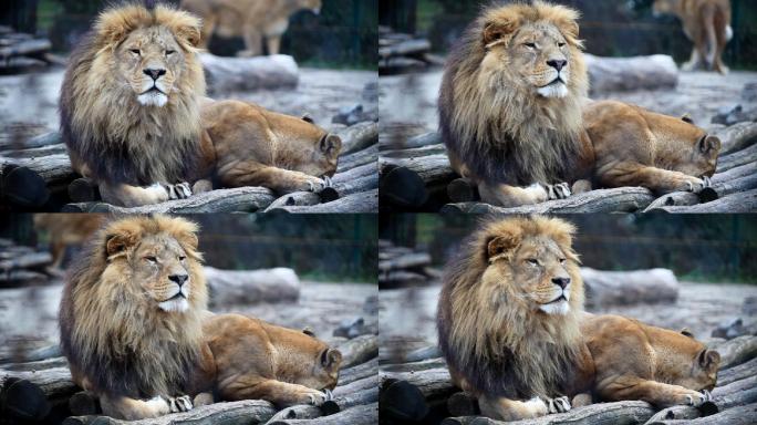 休息的狮子