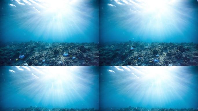海底鱼儿游来游去循环视频素材