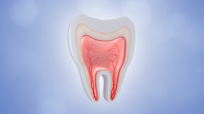 牙齿切面牙神经