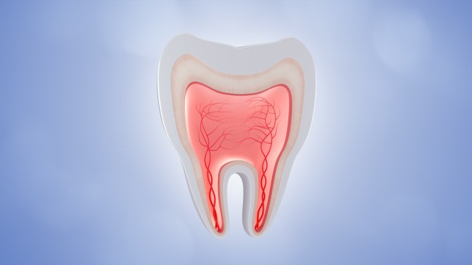 牙齿切面牙神经