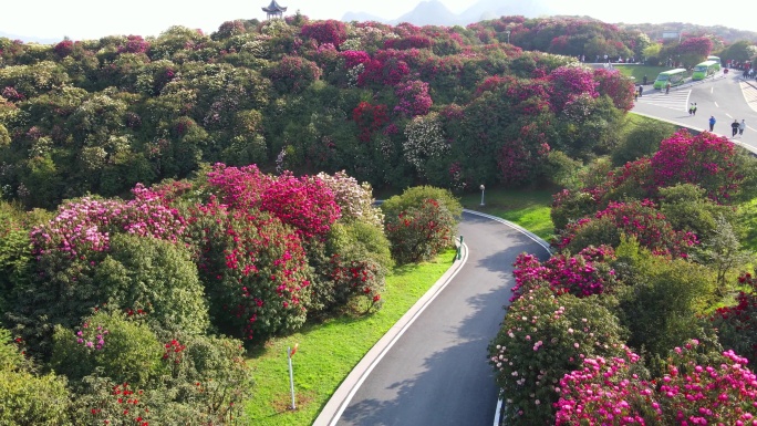 航拍春天贵州百里杜鹃风景区花海