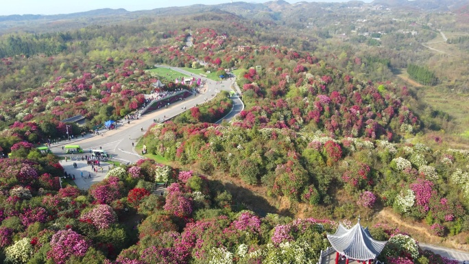 航拍春天贵州百里杜鹃风景区花海