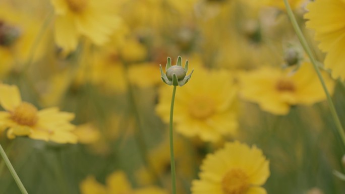 菊花花苞