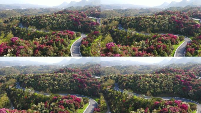 航拍春天贵州百里杜鹃风景区花海