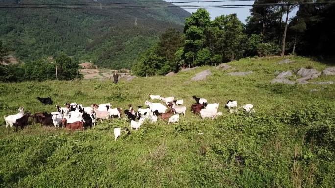 山羊羊群放羊武陵山羊地理标志