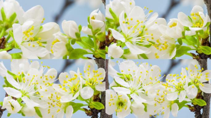 梅花花海春天百花绽放风景梅花花开樱花唯美