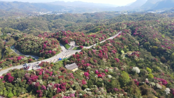 航拍春天贵州百里杜鹃风景区花海