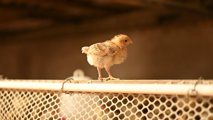 小鸡生长视频